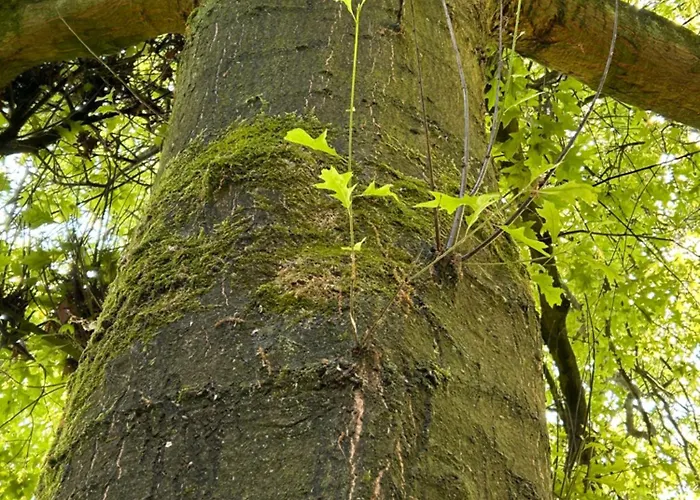 Huize Hertog Met Whirlpool Apeldoorn